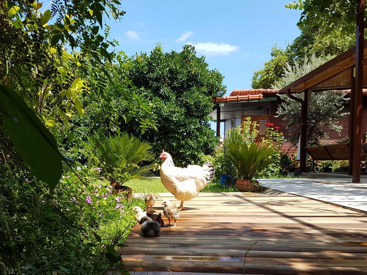 Aygun Pension Tekirova Exterior photo